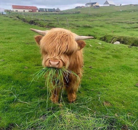 Baby Highland Cow Images  Free Download on Freepik