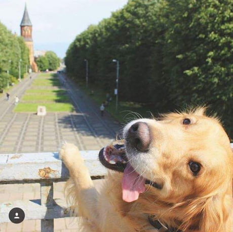 Hooman pls take a photo for me