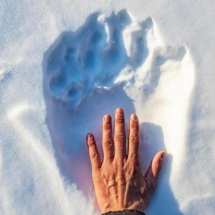 A Polar Bear s Paw Compared To A Human Hand 9GAG a-polar-bear-s-paw-compared-to-a-human-hand-9gag
