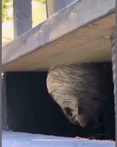 Wasp nest gone in seconds