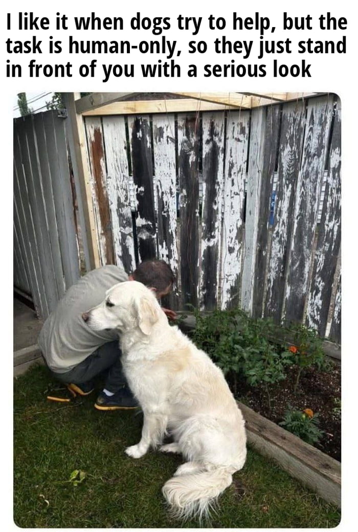 I want to pawticipate in that impawtant job