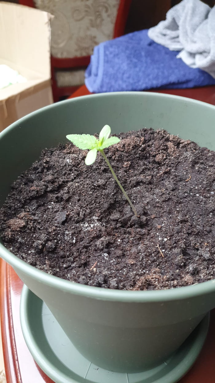 Finally started q healthy hobby and planted my first tomato plant in germany. So far, so good