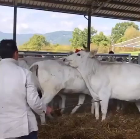 Bro got suplexed by a cow