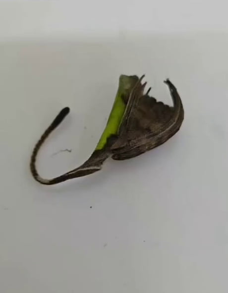 A dead twig