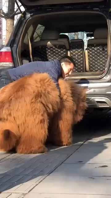 Trying to load this giant fluffball into the car is a whole workout