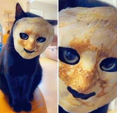 When you put a pancake on your cat’s face and it’s not cute.