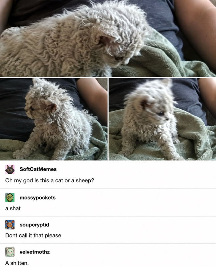 Nature really decided to combine a cat and a sheep