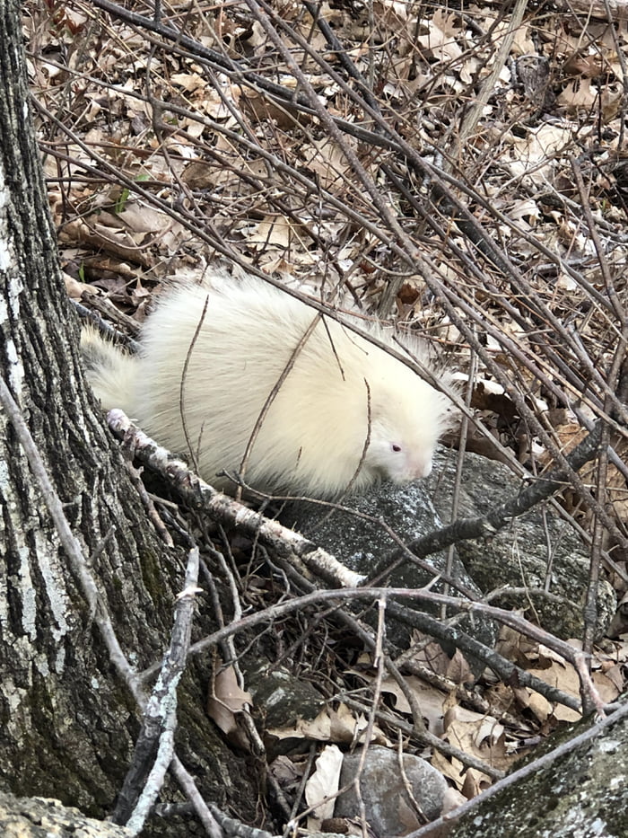 Albino Porcupine in New Hampshire, USA 9GAG