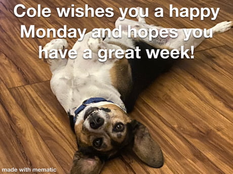 Happy Monday Dog Meme