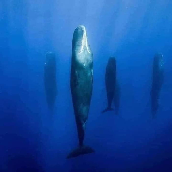 Nobody knew sperm whales slept vertically in pods until 2008. In 2017