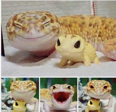 leopard gecko toy