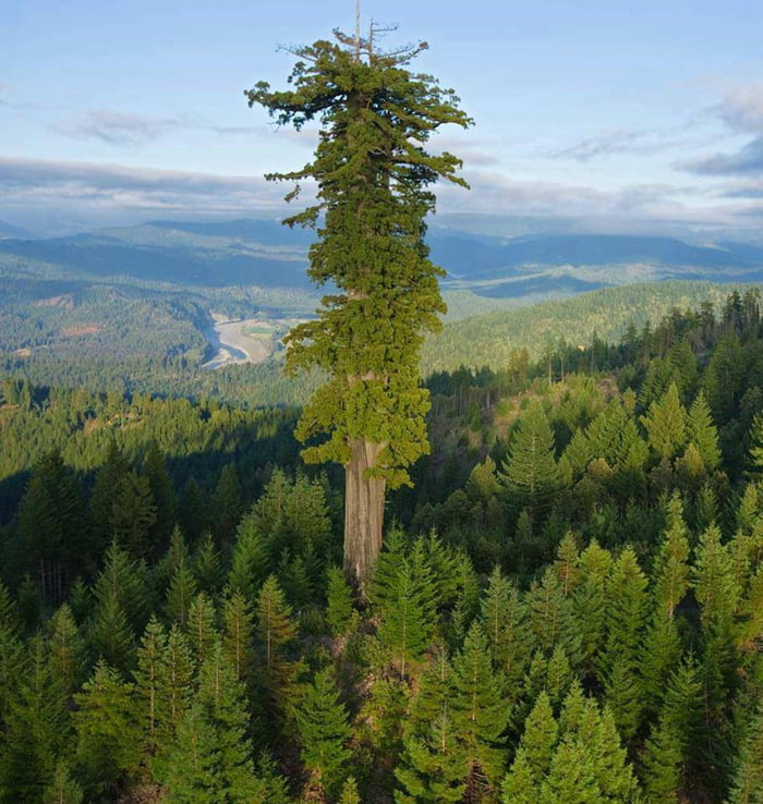 Tallest Known Living Tree Hyperion Is The Name Of A Coast Redwood In 