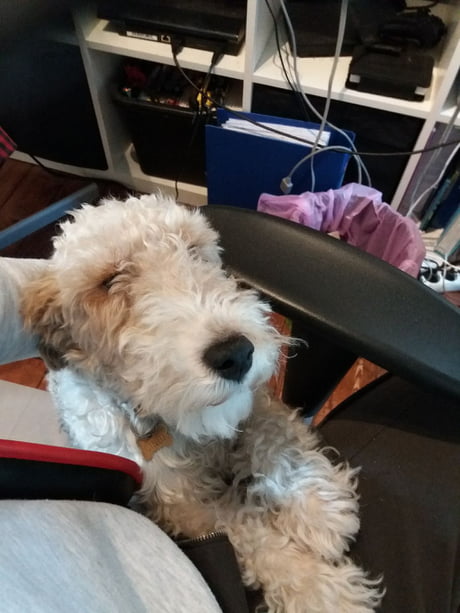 curly haired fox terrier