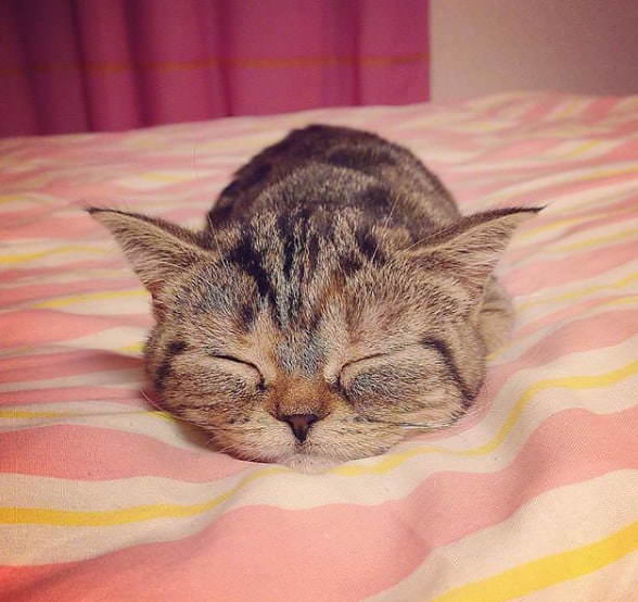 She is sleeping beauty
