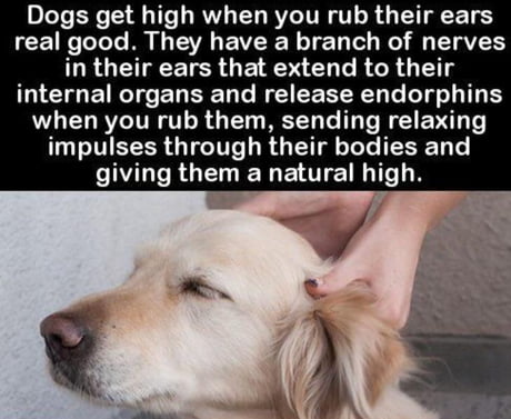 why dogs scratch their ears