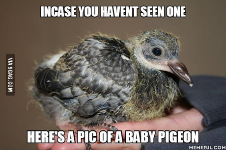 To The Guy Who Havent Seen A Baby Pigeon 9gag