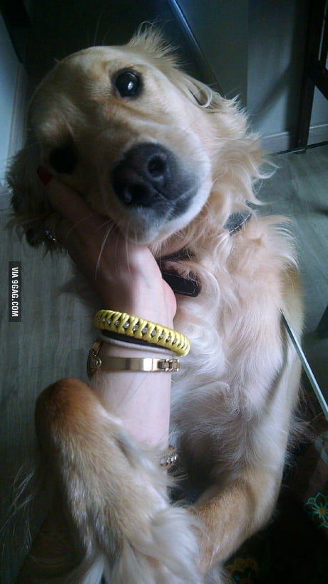 9gag sales cute dog