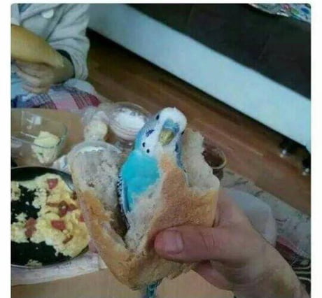 budgie kebab