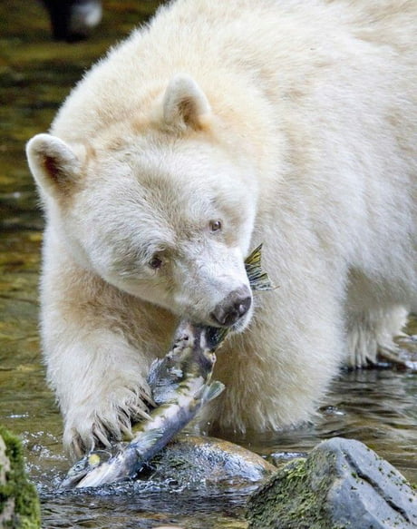 orso grizzly albino