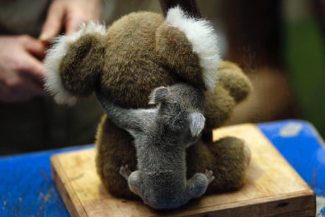 koala hugging stuffed animal