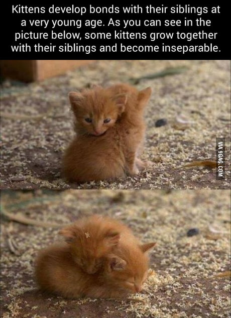 Extremely Cute Kittens - 9GAG Extremely Cute Kittens - 9GAG