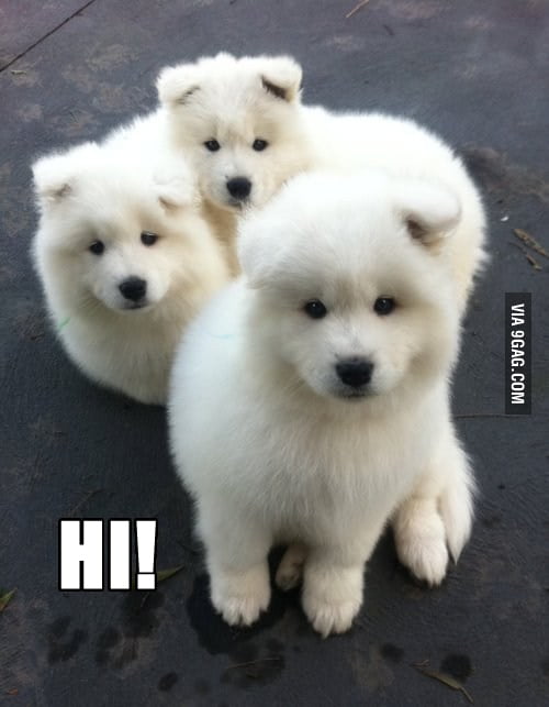 You Know It S A Good Day When You See Some Really Cute Dogs 9gag You Know It S A Good Day When You See Some Really Cute Dogs 9gag
