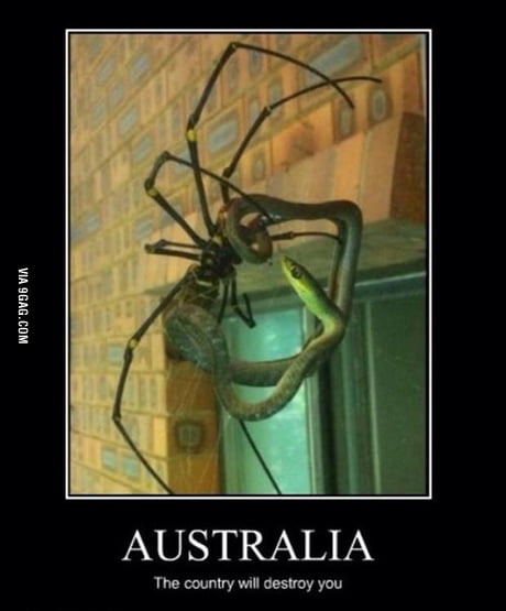 Spider season in Australia - 9GAG