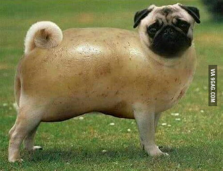 pug potato