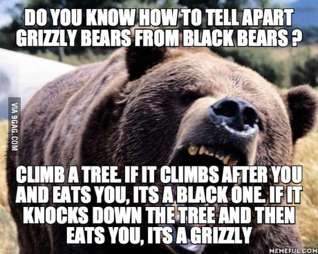 Bear with me! - 9GAG