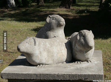 guinea pig remembrance