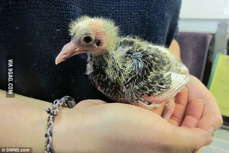 This Is What A Baby Pigeon Looks Like If Any Of You Were Wondering We Aren T The Only One With Ugly Newborns 9gag