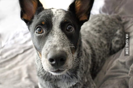 6 month old blue sales heeler