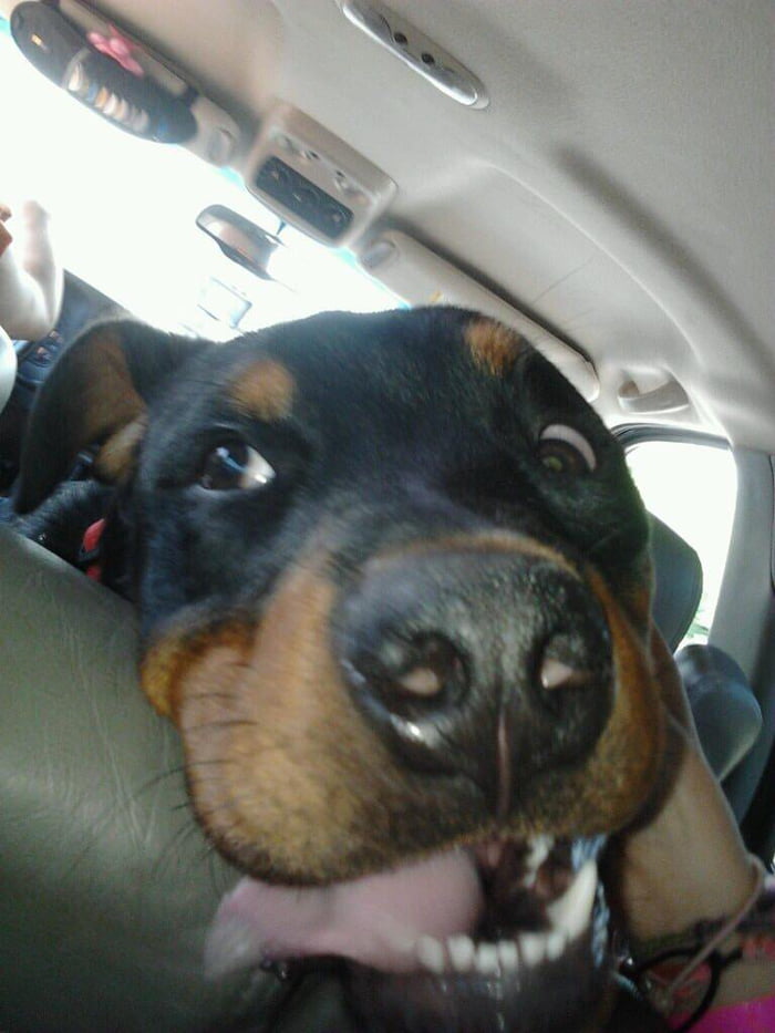 You could say she likes car rides