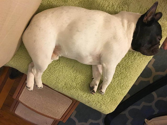 Frenchie with black head and white body