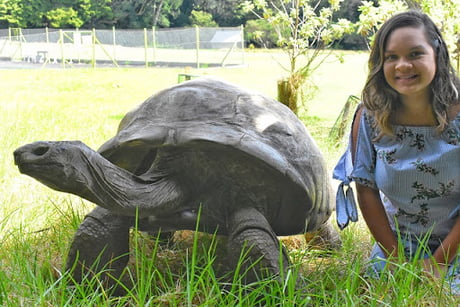 Jonathan, a Seychelles Giant Tortoise, is the oldest animal alive on the  Earth and is 70 years older than the oldest alive human being. - 9GAG