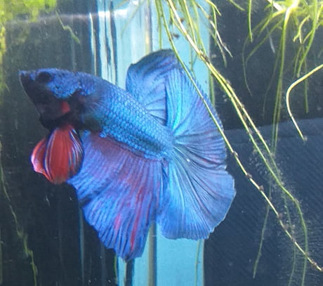 first betta fish