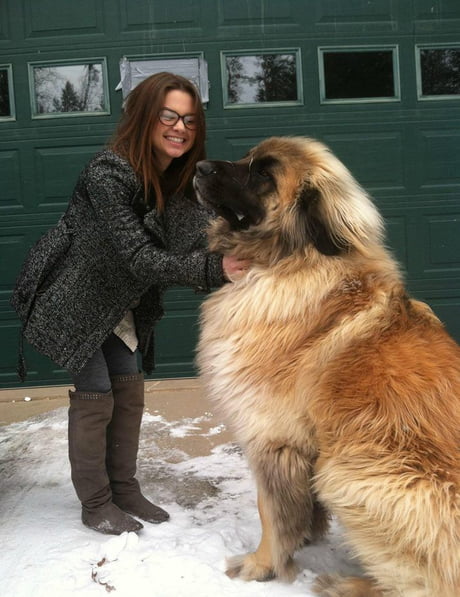 massive shepherd dog