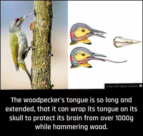 Due to frequent wood pecks, there are chances of brain damage to their skull. So because of their extraordinary tongue, which is nearly three times longer than their beak, they wrap their tongue on its skull to protect their head.