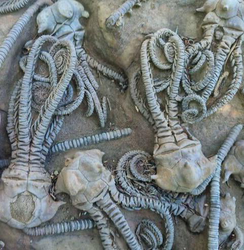 These well preserved fossils - 9GAG