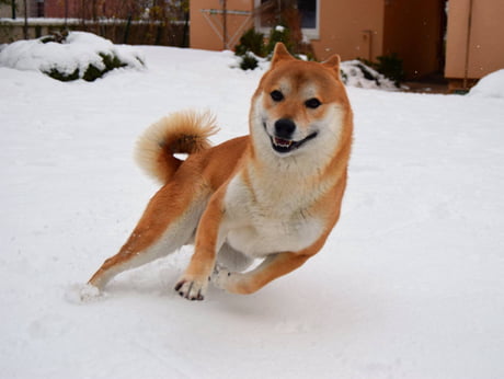 Crazy best sale shiba inu