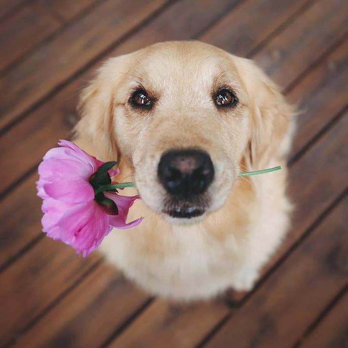 Pupper Brought you a Flower!