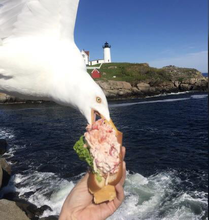Woman spends over $20 on a lobster roll just to have a seagull steal it while taking a photo of it