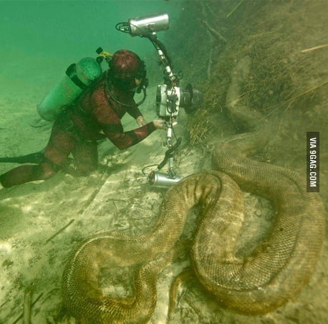 Giant Anaconda In The Amazon River 9gag