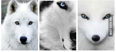 are huskies related to arctic wolves