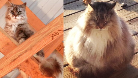 My barncat, Trixie, in her summer coat vs winter coat - 9GAG