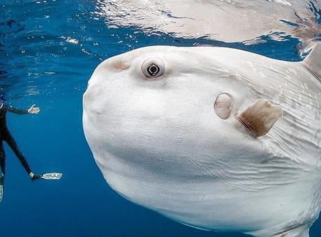 Ocean Sunfish is the boniest fish. Its brain is the size of three