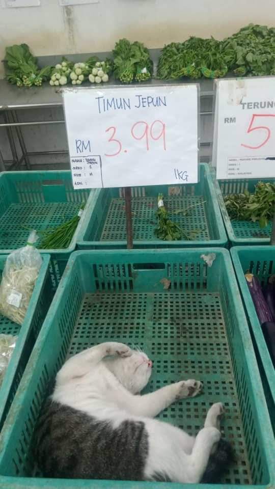 Translation, Japanese Cucumber. It's hairy...... 9GAG