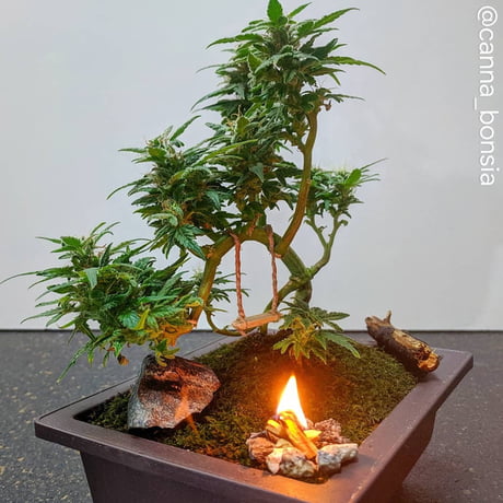 Cozy little Cannabonsai - 9GAG