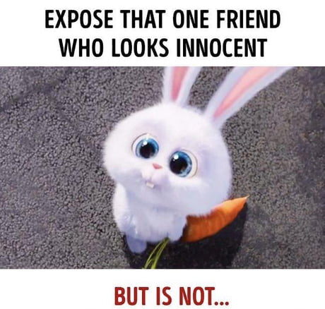Best 30 The Secret Life Of Pets Fun On 9gag