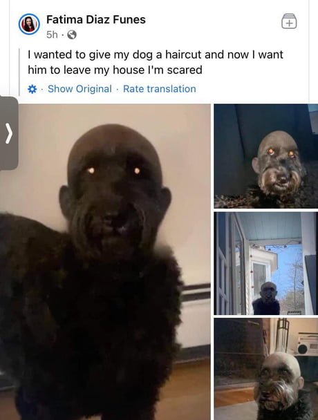 I Shaved My Dog And Now I'M Scared 